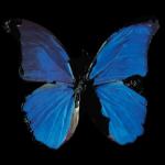 Перевозка выставки Дэмиен Хёрст: New Religion